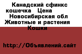 Канадский сфинкс кошечка › Цена ­ 2 000 - Новосибирская обл. Животные и растения » Кошки   